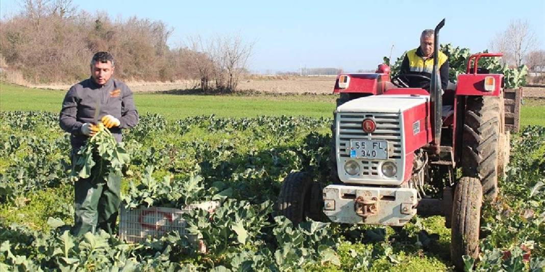 Eylül’de ekildi hasadı başladı! Rusya ve Gürcistan kasa kasa alıyor: Kilosu 30 TL 3